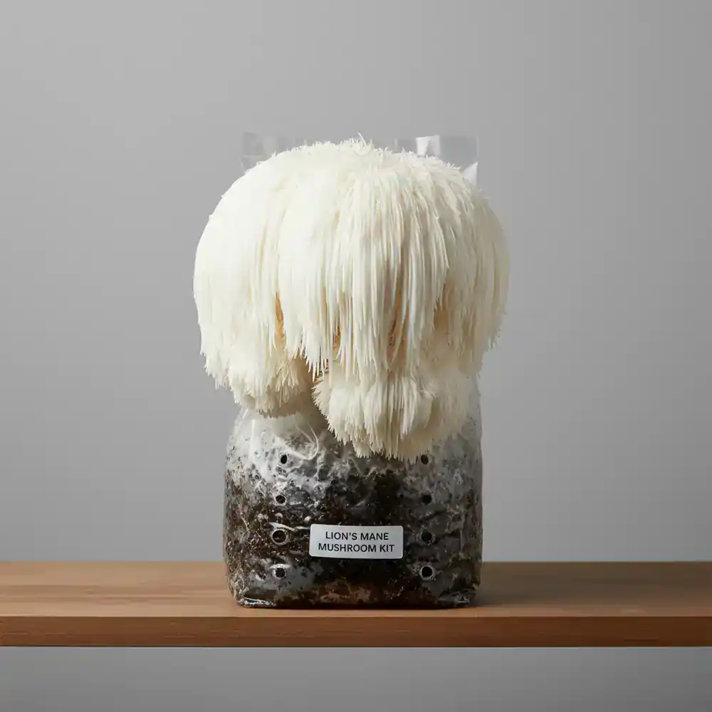 Lion's Mane mushroom home growing kit