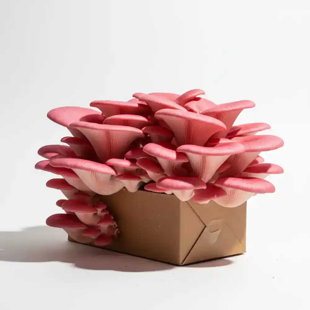 Vibrant pink oyster mushroom growing box