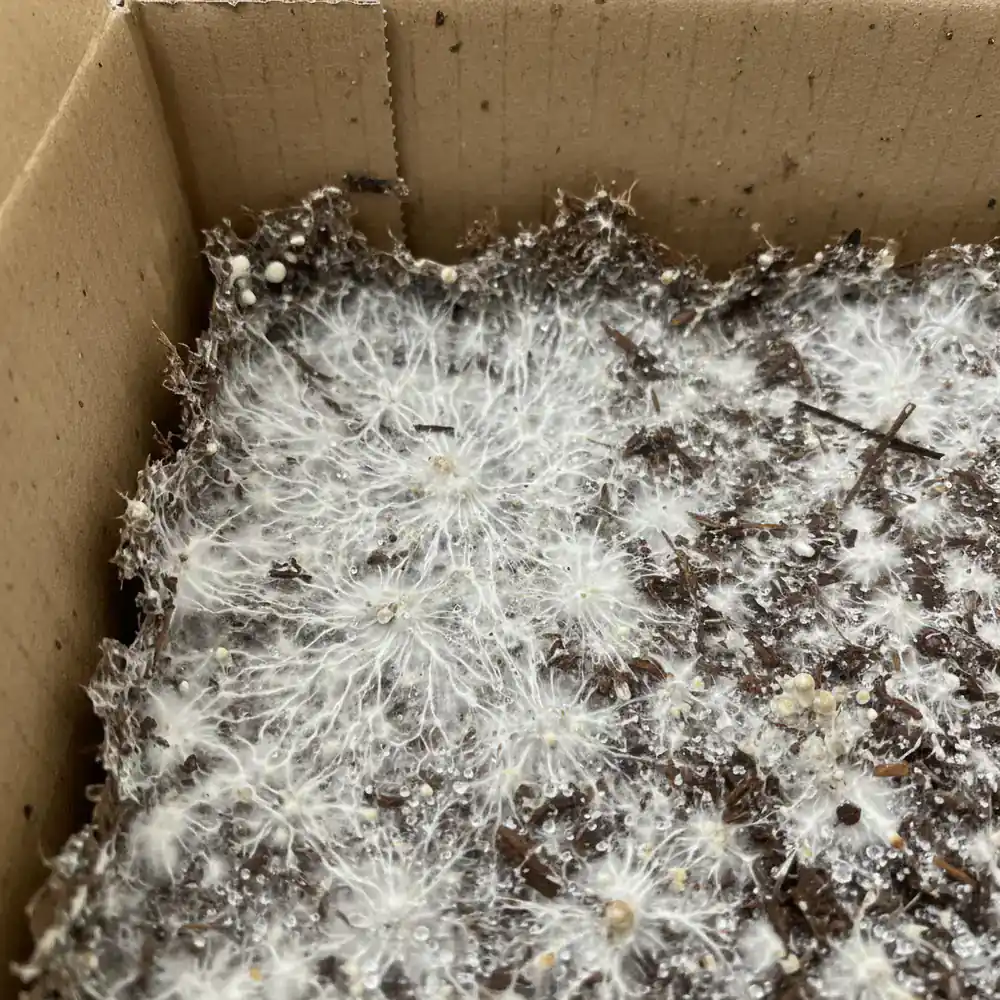 Close-up texture of mushroom mycelium in substrate