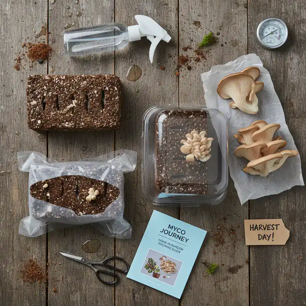 Supplies for growing mushrooms at home