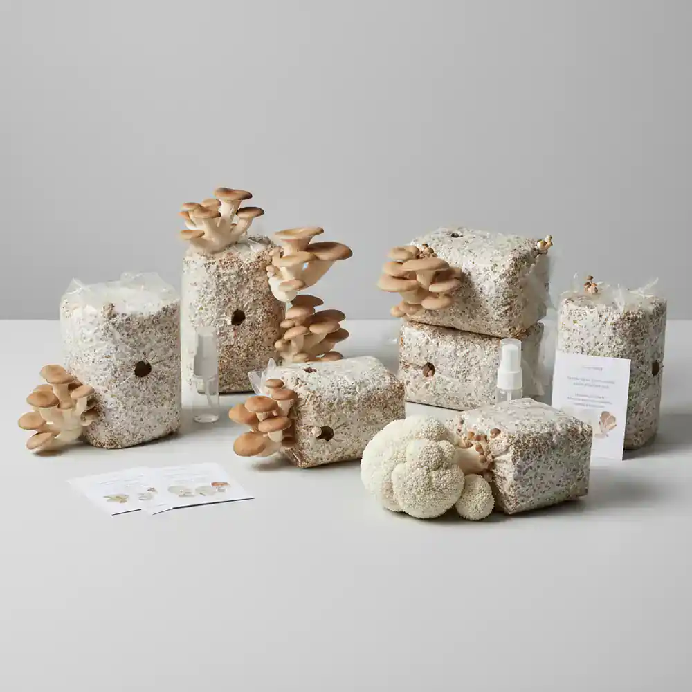 Assorted oyster and lion's mane mushroom kits