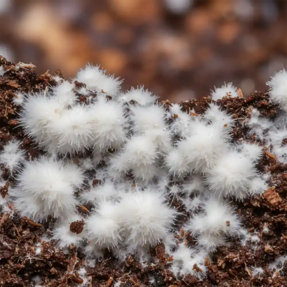 Close-up of Lion's Mane mushroom mycelium